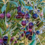 Oliven am Baum zur Gewinnung von Olivenfrucht absolue 100%