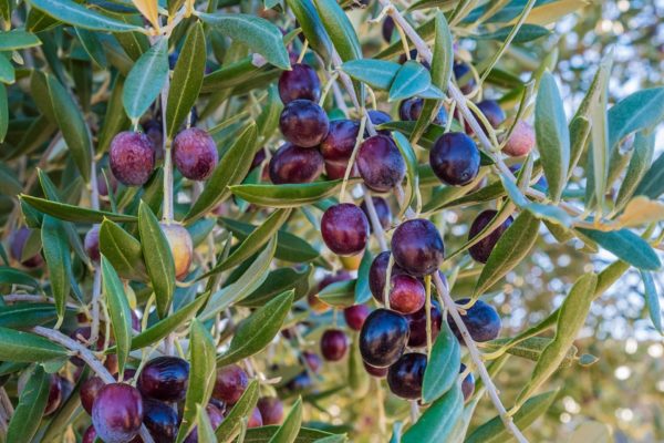 Oliven am Baum zur Gewinnung von Olivenfrucht absolue 100%