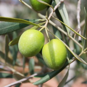 Olive am Zweig zur Gewinnung von Olivenfrucht Absolue 20% (Alkoholverdünnung)