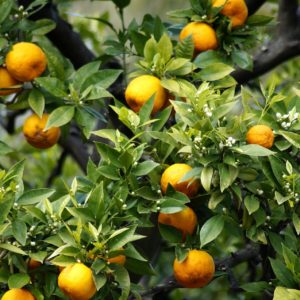 Orangen und Orangenblüten zur Gewinnung von Orangenblütenwasser bio (Nerolihydrolat)