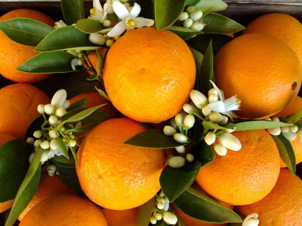 Orangenblüten zur Gewinnung von Orangenblüte absolue 100% (ätherisches Öl)