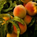Pfirsich Blätter mit Frucht zur Gewinnung von Pfirsichblätter absolue 20% (Alkoholverdünnung)