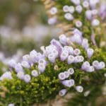 Pichi-Fabiana-imbricata zur Gewinnung von Pichi-Pichi (Fabiana imbricata)