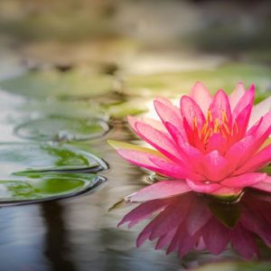 pinke Lotusblüte zur Gewinnung von Lotus pink absolue 100%
