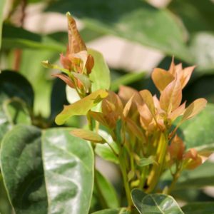 Cinnamomum camphora cineoliferum zur Gewinnung von Ravintsara bio (Ravintsaraöl)