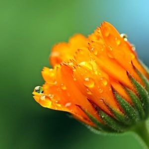 Ringelblume-Calendula-zur Herstellung von Ringelblumenöl bio 20%
