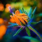 Ringelblume-Knospe zur Gewinnung von Ringelblume absolue 100% (ätherisches Öl)