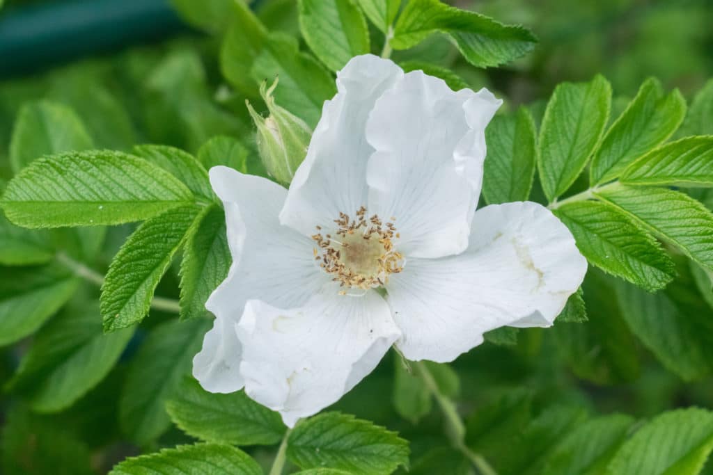 große, weiße Rosenblüte der Rosa Alba zu Gewinnung von Rose weiß 10% (Rosa alba) bio (Alkoholverdünnung)