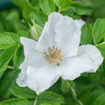 große, weiße Rosenblüte der Rosa Alba zu Gewinnung von Rose weiß (Rosa alba) bio (Alkoholverdünnung) 10%