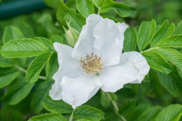 große, weiße Rosenblüte der Rosa Alba zu Gewinnung von Rose weiß absolue (Rosa alba) bio 10% (Alkoholverdünnung)