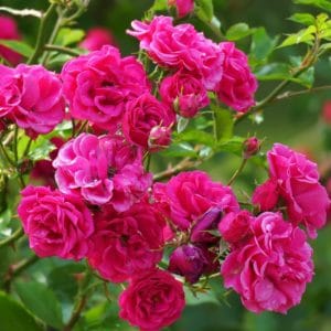 Rosa Centifolia Mai Rose zur Gewinnung von