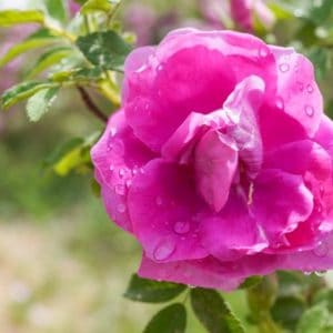 Rosa Damascena zur Gewinnung von Rosenöl bio (Afghanistan)