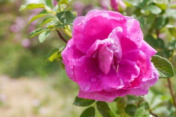 Rosa Damascena zur Gewinnung von Rose Afghanistan bio absolue
