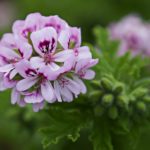 Rosengeranie Blüten zur Gewinnung von Geranie Bourbon bio Rosengeranie (ätherisches Öl)