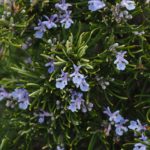 Rosmarin zur Gewinnung von Rosmarinhydrolat officinalis bio (Rosmarinwasser)