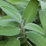 Salbei - Salvia officinalis - zur Gewiinung von Salbeiöl bio (ätherisches Öl Salbei)