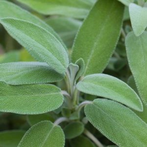 Salbei - Salvia officinalis - zur Gewiinung von Salbei ätherisches Öl bio (Salbeiöl)