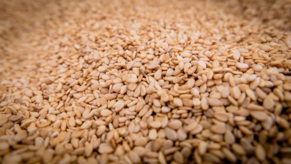 Sesamsamen zur Gewinnung von Sesamöl bio (nativ gereift)