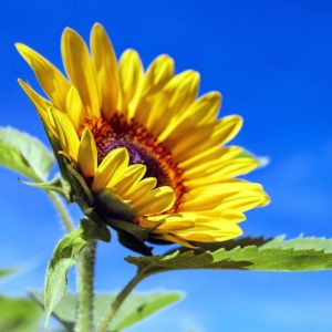 Sonnenblume zur Gewinnung von Sonnenblume (ätherisches Öl)
