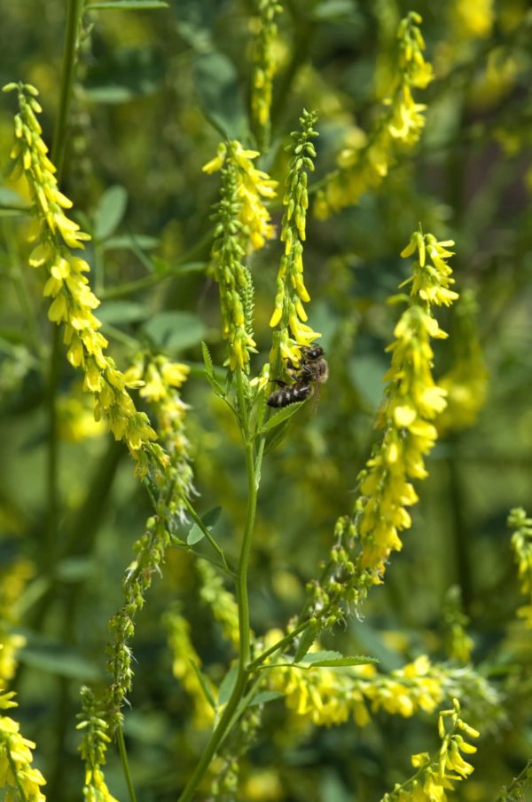 Steinklee in Blüte mit Biene zur Gewinnung von Steinklee absolue - Melilotus officinalis