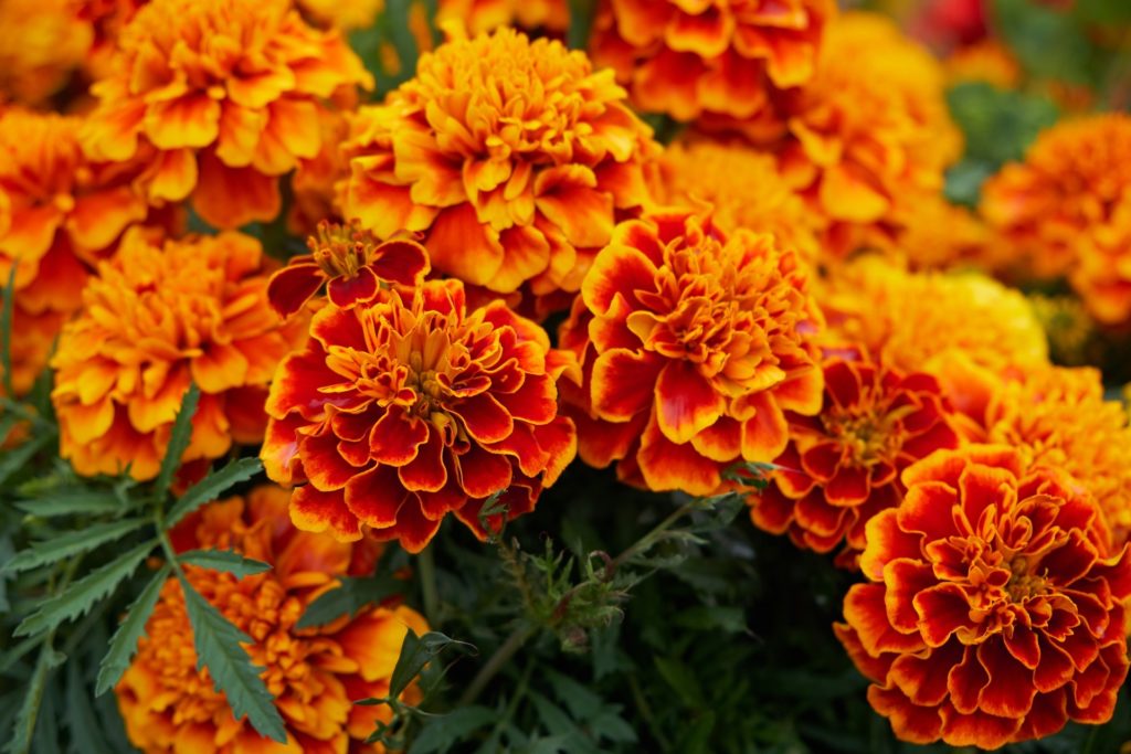 Tagetes - Marigold - Flower zur Gewinnung von Tagetes bio (ätherisches Öl)