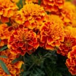 blühende Tagetes - Marigold - Blumen zur Gewinnung von Tagetes bio (ätherisches Öl)
