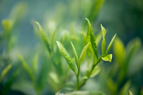 Grüer Tee Blätter zur Gewinnung von Tee grün Resinoid 100%