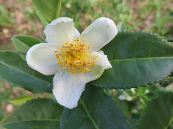 camellia sinensis zur Gewinnung von Tee schwarz Resinoid 100%