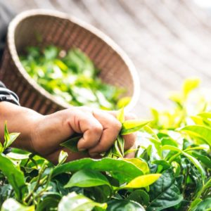 Pflücker am Morgen zur Gewinnung von Teebaum bio (Teebaumöl) ätherisches Öl
