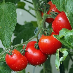 Tomaten mit Blättern an Reben zur Gewinnung von Tomatenblätter absolue 50% (Alkoholverdünnung)