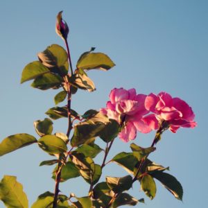 türkische Rose zur Gewinnung von Rose Türkei absolue bio