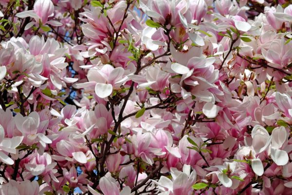 blühender Tulpenbaum zur Gewinnung von Tulpenbaum Absolue 100%