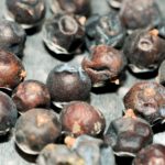 Wacholderbeeren zur Gewinnung von Wacholderbeeren (ätherisches Öl)