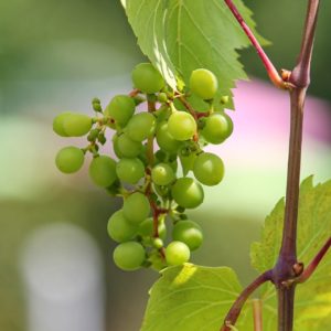 Weinbeeren Rebe zur Gewinnung von Weinbeere grün (ätherisches Öl)