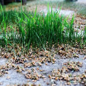 Weizenkeimlinge zur Gewinnung von Weizenkeimöl bio kaltgepresst