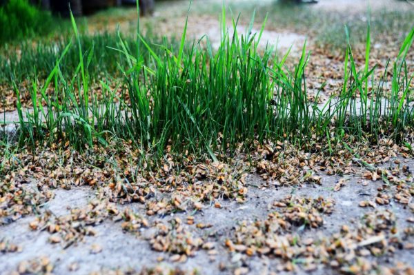 Weizenkeimlinge zur Gewinnung von Weizenkeimöl bio kaltgepresst