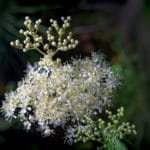 Filipendula ulmaria zur Gewinnung von Wiesenkönigin bio - Mädesüß ätherisches Öl