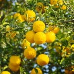 YUZU - Citrus Junos - Früchte am Baum zur Gewinnung von Yuzu (Citrus Junos) ätherisches Öl