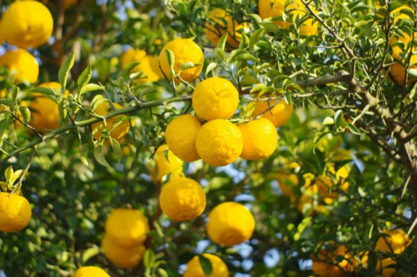 YUZU - Citrus Junos - Früchte am Baum zur Gewinnung von Yuzu (Citrus Junos) ätherisches Öl
