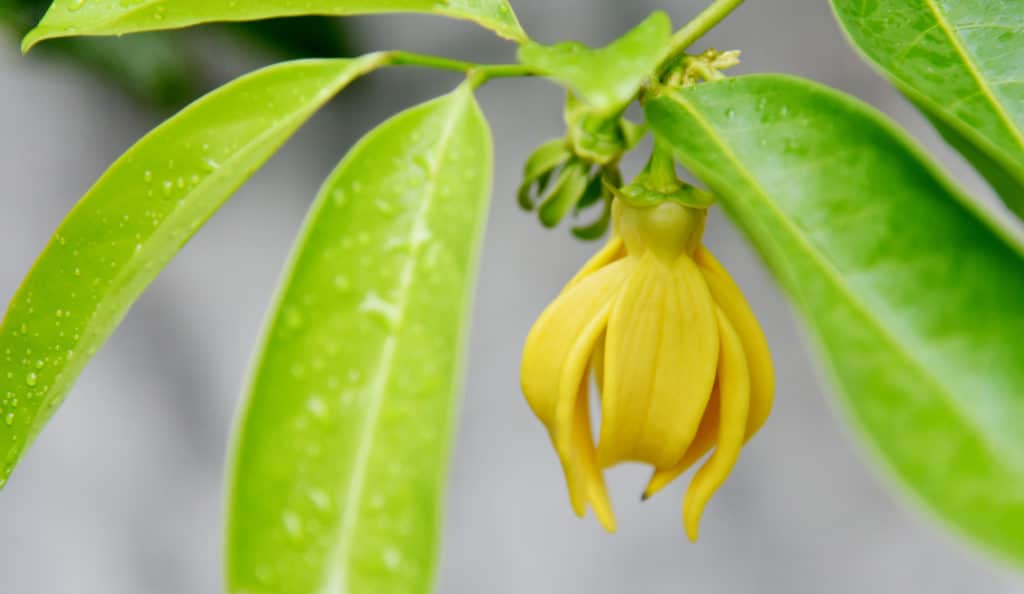 Ylang Ylang Blüte zur Gewinnung des kostbaren Ylang-Ylang-Öl complete Cananga odorata bio