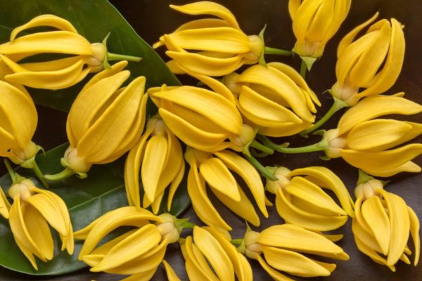 Ylang-Ylang Blüten zur Herstellung von YLAN-YLANG-extra ätherisches ÖL