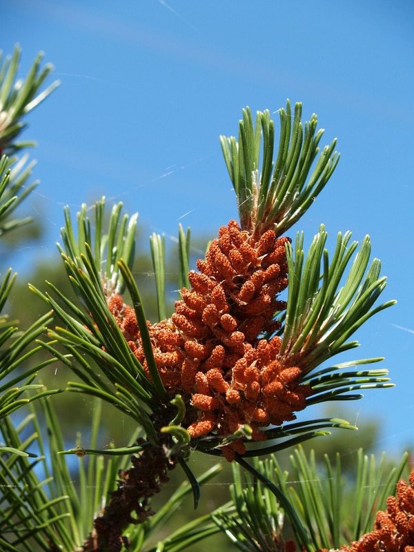 Pinus sylvestris zur Gewinnung von Kiefernöl (Pinus sylvestris)