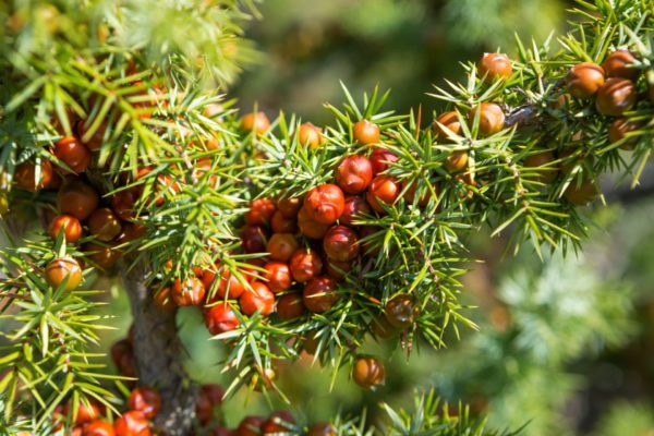 Zedernwacholder zur Gewinnung von Zedern-Wacholder bio - Juniperus oxycedrus (ätherisches Öl)