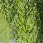 Cupressus funebris zur Gewinnung von Zypresse China - Cupressus funebris (ätherisches Öl)