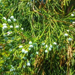 Juniperus ashei Zweig zur Gewinnung von Zedernholz Texas (ätherisches Öl)