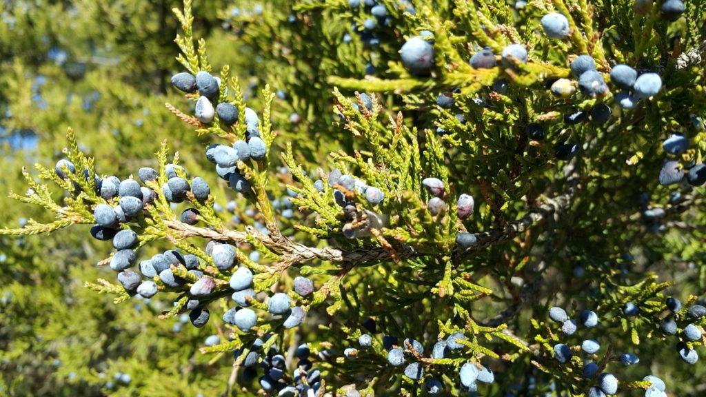 Zeder rot zur Gewinnung von Zedernholz Virginia - juniperus virginiana (ätherisches Öl)