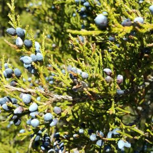 Zeder rot zur Gewinnung von Zedernholzöl Virginia - juniperus virginiana (ätherisches Öl)