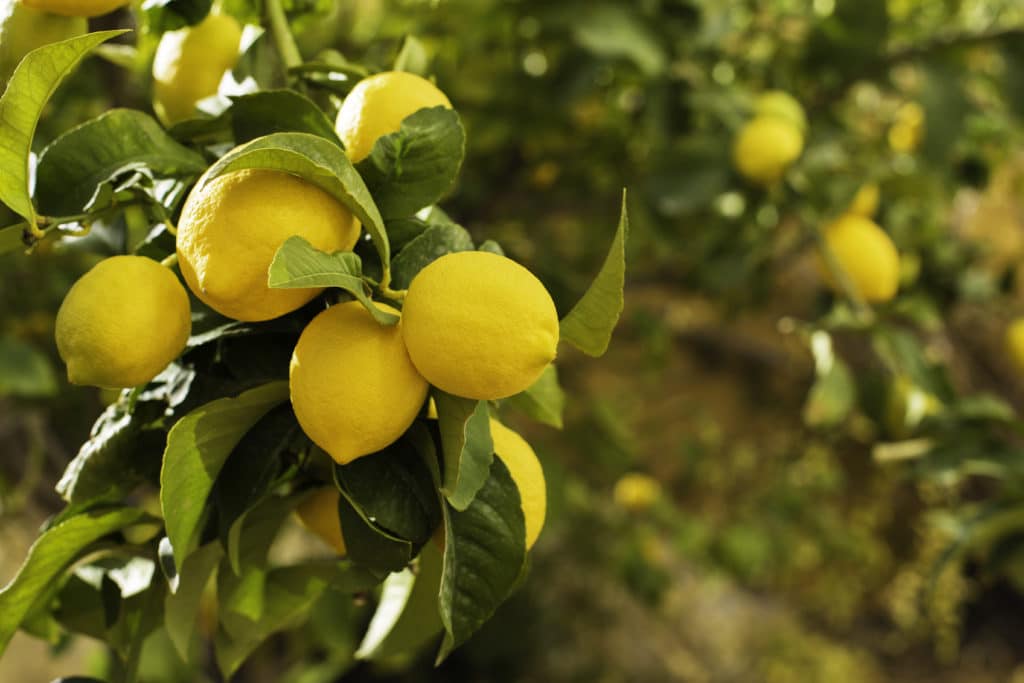 Zitronen am Baum zur Gewinnung von Zitronenöl gelb bio