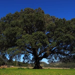 Camphor tree zur Gewinnung von Ho-Holz Öl (ätherisches Öl)