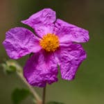 Cistrose, auch cistus landaniferus oder Labdanum zur Gewinnung von Cistrosenhydrolat bio (Cistrosenwasser)